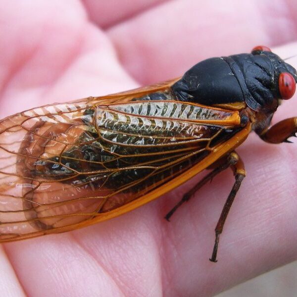 cicada1