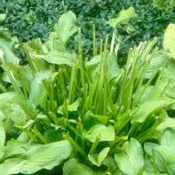 hostas